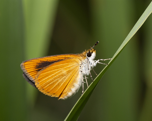 Least Skipper