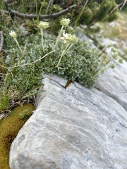 Potentilla apennina, photograph author not stated, no rights reserved