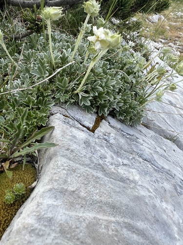 Potentilla apennina, photograph 2