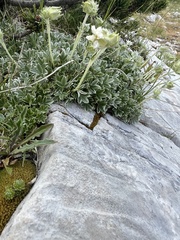Potentilla apennina, photograph author not stated, no rights reserved