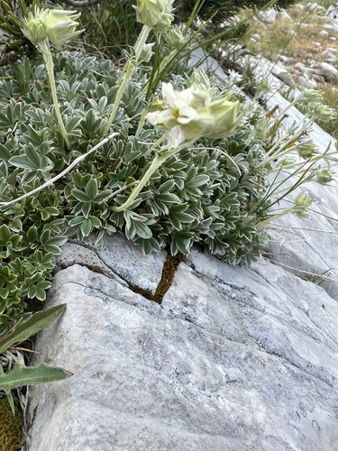 Potentilla apennina, photograph 3
