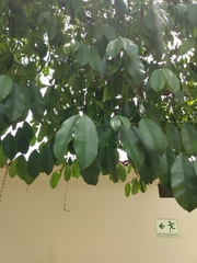 Garcinia madruno