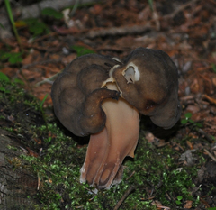 Gyromitra sphaerospora