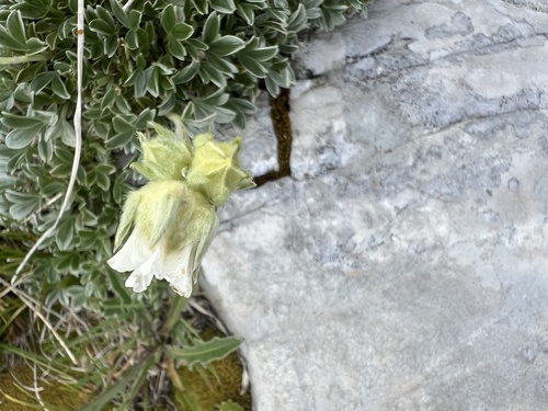 Potentilla apennina, photograph 4