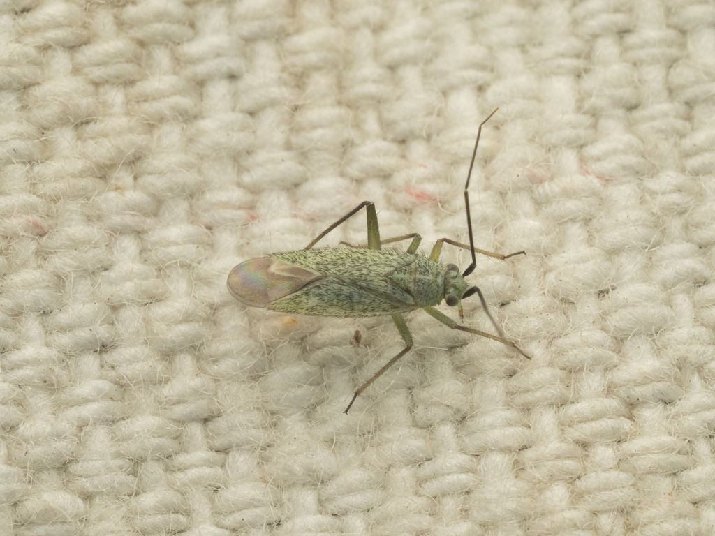 Ilnacorella sulcata