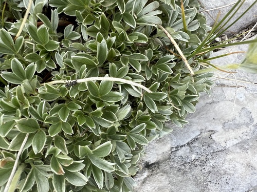 Potentilla apennina, photograph 5