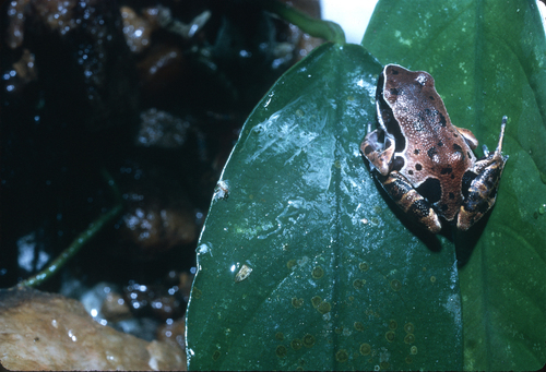Ongot Long-fingered Frog