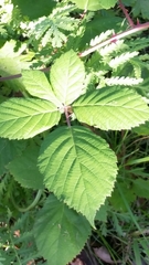 Candicantes