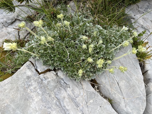 Potentilla apennina, photograph 6