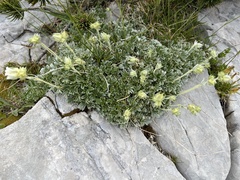 Potentilla apennina, photograph author not stated, no rights reserved