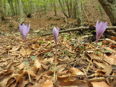 Crocus puringii