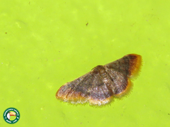 Idaea zoalma