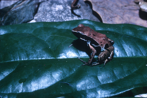 Ongot Long-fingered Frog