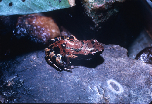 Ongot Long-fingered Frog