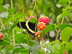 Papilio garamas garamas
