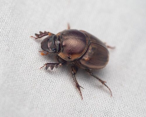 Gazelle Scarab photo 4
