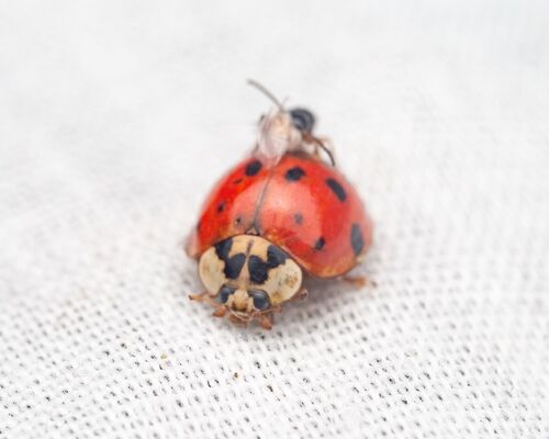 Asian Lady Beetle photographed in Tennessee