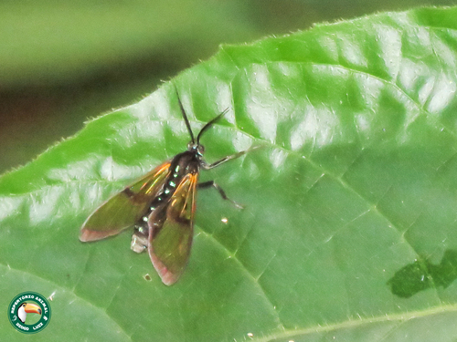 Trichura druryi