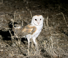 Tyto alba delicatula