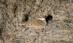 Cincloramphus cruralis