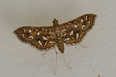 Nausinoe geometralis