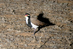 Vanellus tricolor