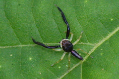 Indopadilla insularis