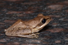 Polypedates maculatus