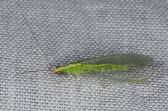 Chrysoperla pudica-group