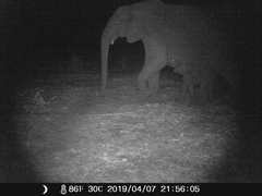 Loxodonta