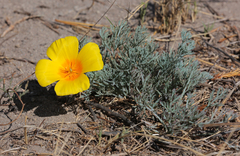 Eschscholzia ramosa