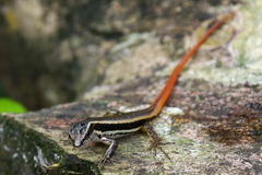 Sphenomorphus dussumieri