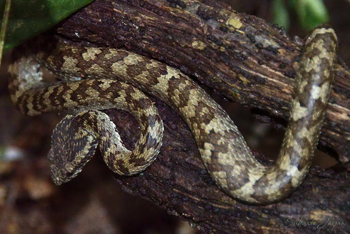 Photo of a Anamala Pit Viper (Craspedocephalus anamallensis)