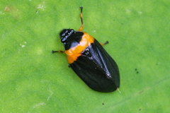 Phymatostetha deschampsi