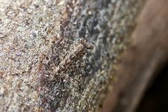 Amorphoscelidae