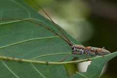Olenecamptus bilobus