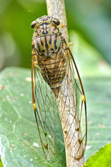 Purana tigrina
