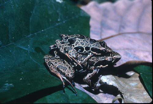 Elegant Long-fingered Frog, Cardioglossa elegans
