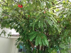 Brownea ariza