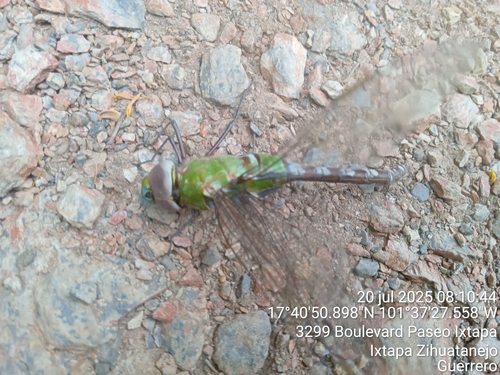 Amazon Darner (Anax amazili)