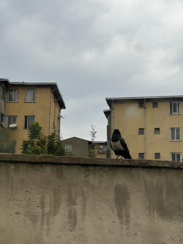 Pied Crow