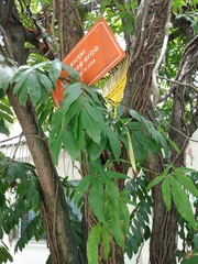 Brownea ariza