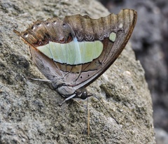 Polyura bharata