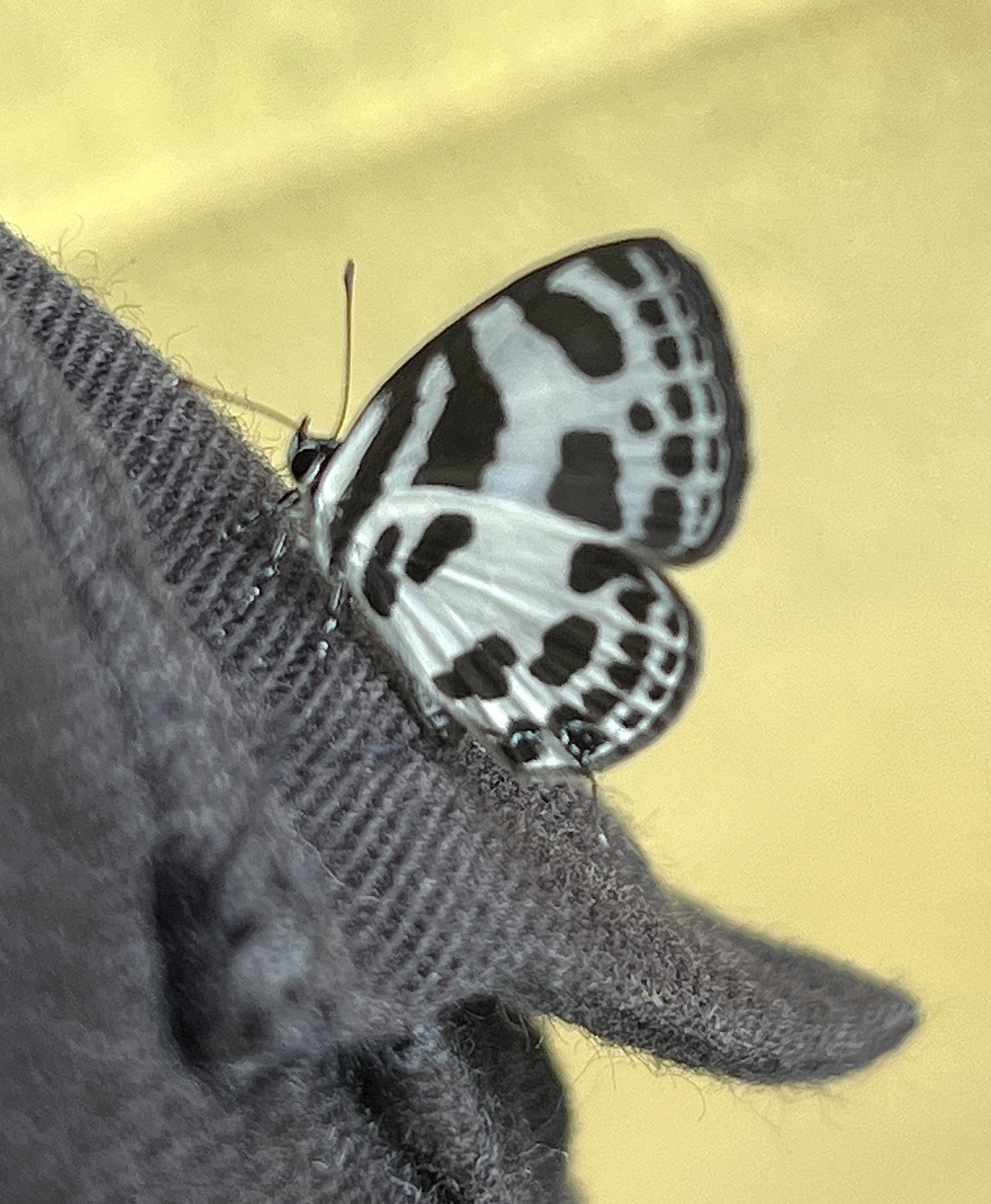 Banded Blue Pierrot