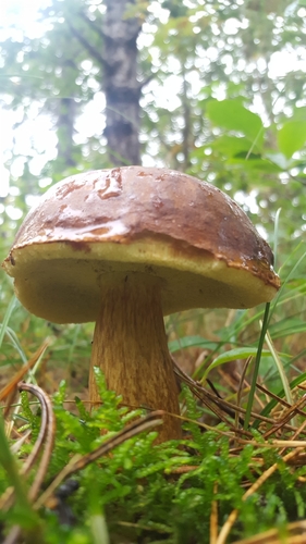 Bay Bolete (Fungi of southern Africa) · iNaturalist