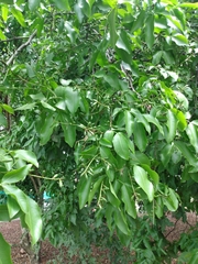 Melicoccus bijugatus