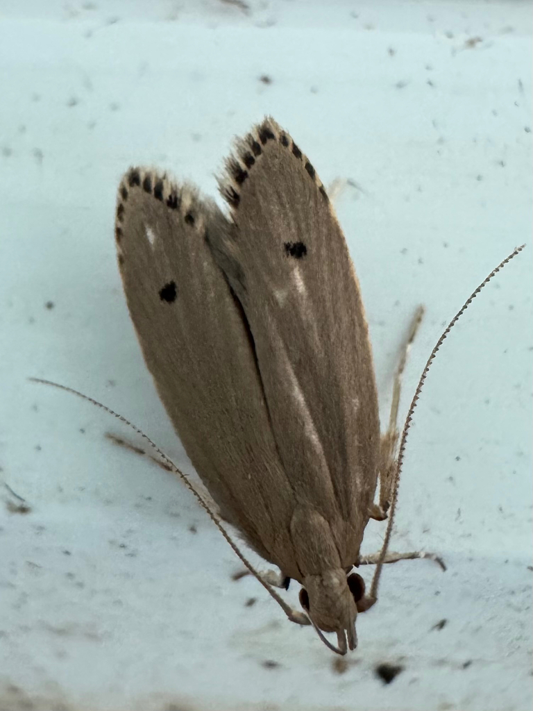 Hyposmocoma cristata
