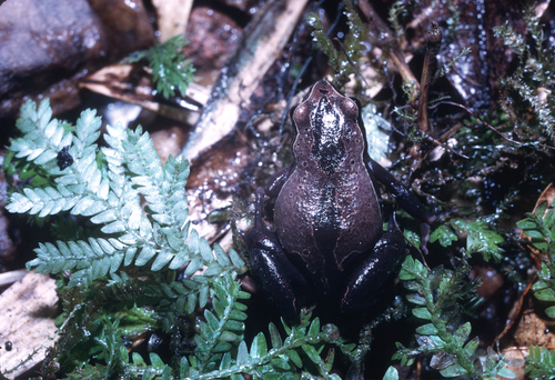 Mount Okou Long-fingered Frog, Cardioglossa oreas