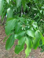 Melicoccus bijugatus