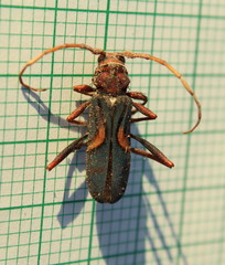 Compsomera elegantissima